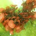 Opuntiella californica - Photo (c) Paul Norwood, μερικά δικαιώματα διατηρούνται (CC BY-NC), uploaded by Paul Norwood