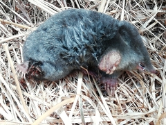 Talpa occidentalis