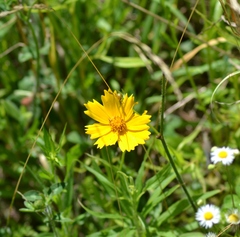 Coreopsis grandiflora