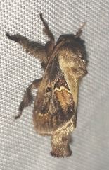 Euclea distrahens