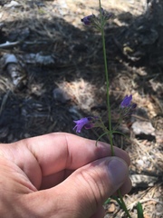 Penstemon gracilentus