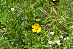 Coreopsis grandiflora
