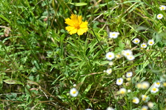 Coreopsis grandiflora