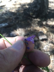 Penstemon gracilentus