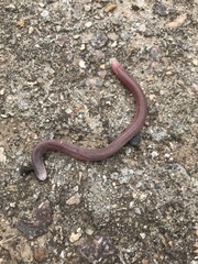 Leposternon microcephalum