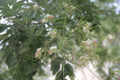 Styphnolobium japonicum