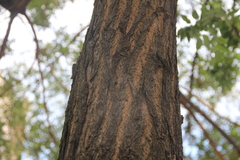 Styphnolobium japonicum