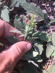 Phacelia hydrophylloides