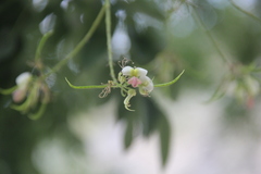 Styphnolobium japonicum