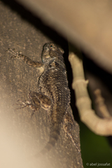 Sceloporus edwardtaylori