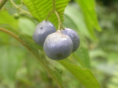 Miconia heteroclita
