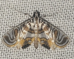 Aulacodes