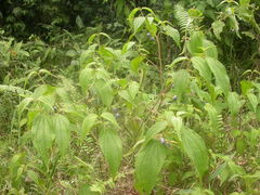 Miconia heteroclita