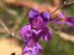 Penstemon laetus