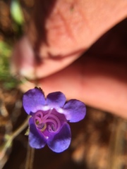 Penstemon laetus
