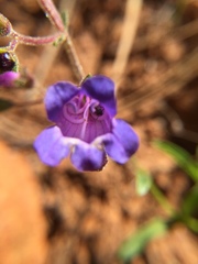 Penstemon laetus