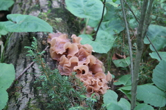 Phaeotremella foliacea