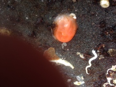 Cnemidocarpa finmarkiensis