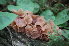 Phaeotremella foliacea