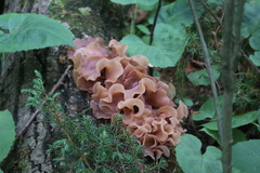 Phaeotremella foliacea