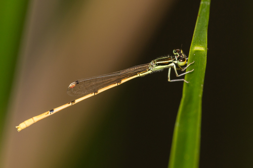 Citrine Forktail