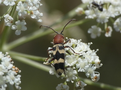 Chlorophorus trifasciatus
