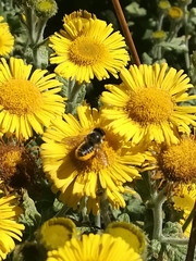 Megachile