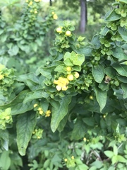 Dasistoma macrophylla