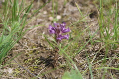 Phelipanche arenaria