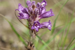 Phelipanche arenaria