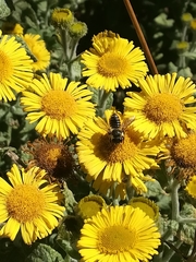Megachile