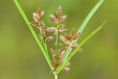 Cyperus diandrus