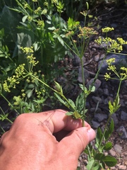 Osmorhiza occidentalis