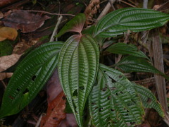 Miconia trichocalyx