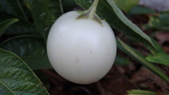 Solanum muricatum