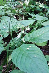 Circaea lutetiana