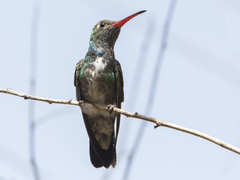 Chionomesa fimbriata