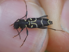 Xylotrechus antilope