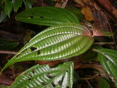 Miconia trichocalyx