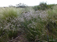 Piptochaetium napostaense