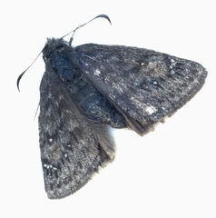 Erynnis persius