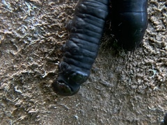 Pseudomonas