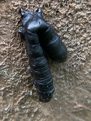Pseudomonas