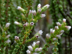 Eriocephalus pauperrimus