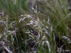 Piptochaetium napostaense