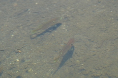 Lepomis peltastes
