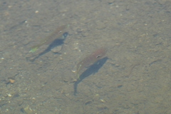 Lepomis peltastes