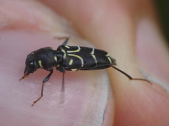 Xylotrechus antilope