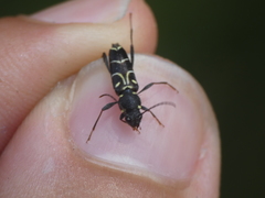 Xylotrechus antilope