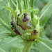 Aulacidea tumida - Photo (c) mamiles, μερικά δικαιώματα διατηρούνται (CC BY-NC-ND), uploaded by mamiles